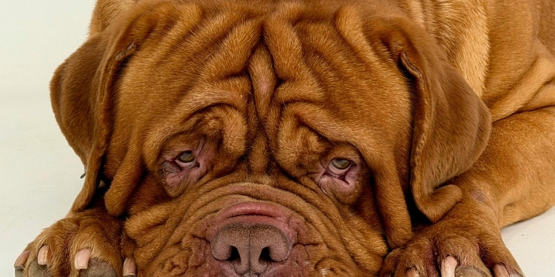 Close up of a large Dogue de Bordeaux resting its head reflecting potential endocrine shifts and neutering dogs effects