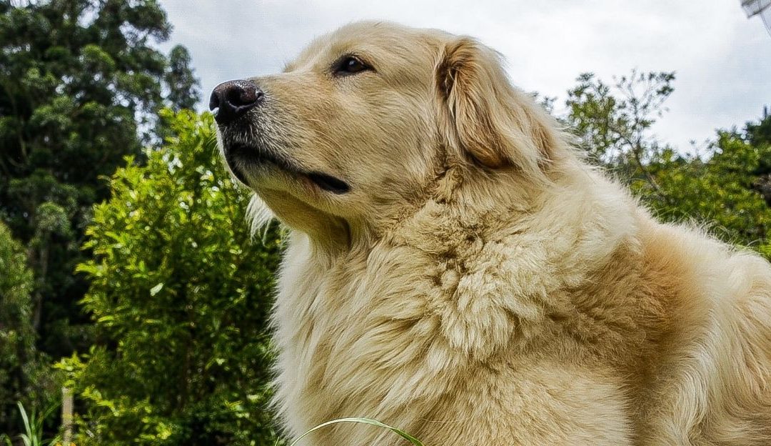 Hidden Consequences: How Spaying and Neutering Dogs, Even Later in Life, Can Disrupt the Entire Hormonal System