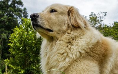 Hidden Consequences: How Spaying and Neutering Dogs, Even Later in Life, Can Disrupt the Entire Hormonal System