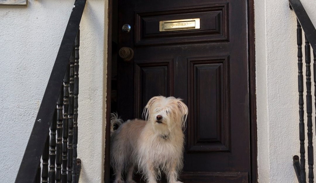 Do Dogs Really Seek a Pack Leader, or Is the Truth Something Else?