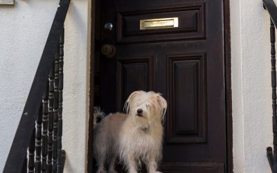 Do Dogs Really Seek a Pack Leader, or Is the Truth Something Else?