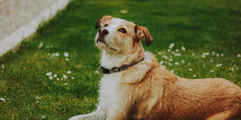 Healthy dog resting calmly on green grass after recovering from pancreatitis in dogs