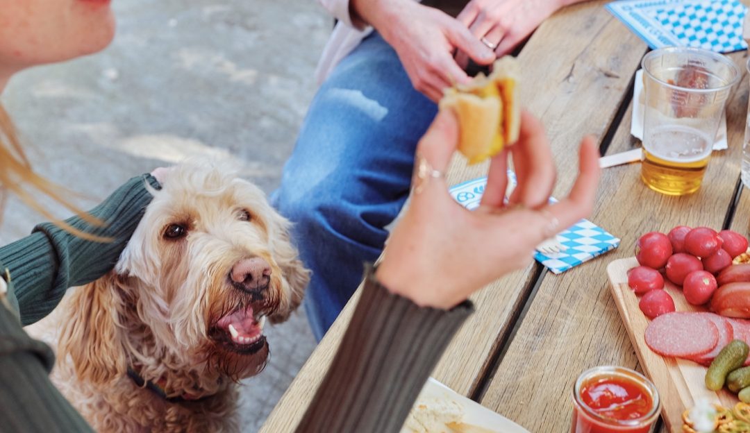 Dog looking up at owner eating fatty table food, highlighting hidden triggers of pancreatitis in dogs