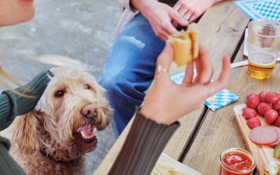 Hidden Triggers and the Microbiome: How Does Deadly Pancreatitis Develop in Dogs?
