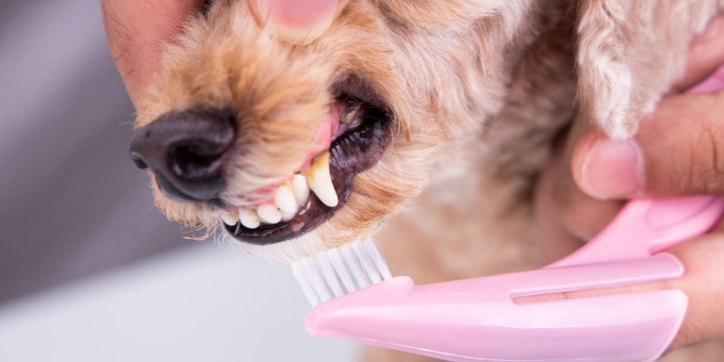 Owner brushing a small dog's teeth with a pink toothbrush to manage gingival hyperplasia in dogs