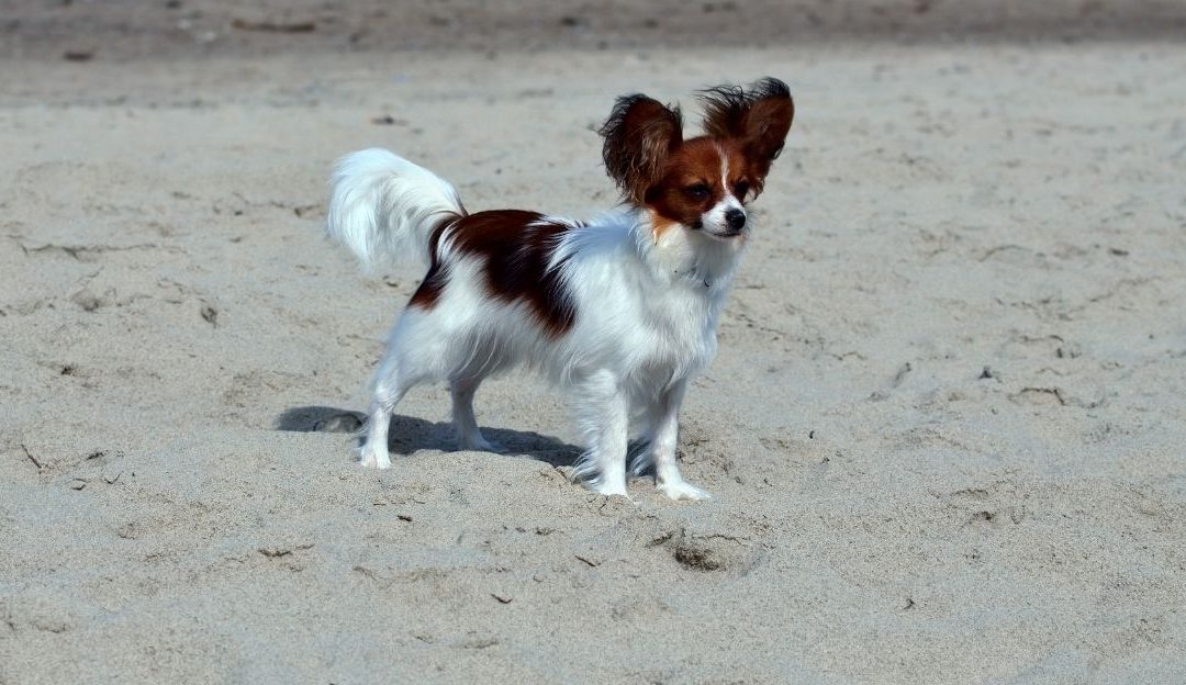 A small Papillon dog standing freely off-leash on a sandy beach symbolizing a healthy relationship with a dog