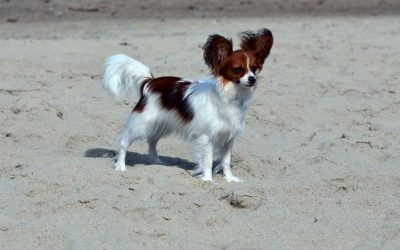 How Is a Natural Relationship With a Dog Built Through Freedom and Boundaries?