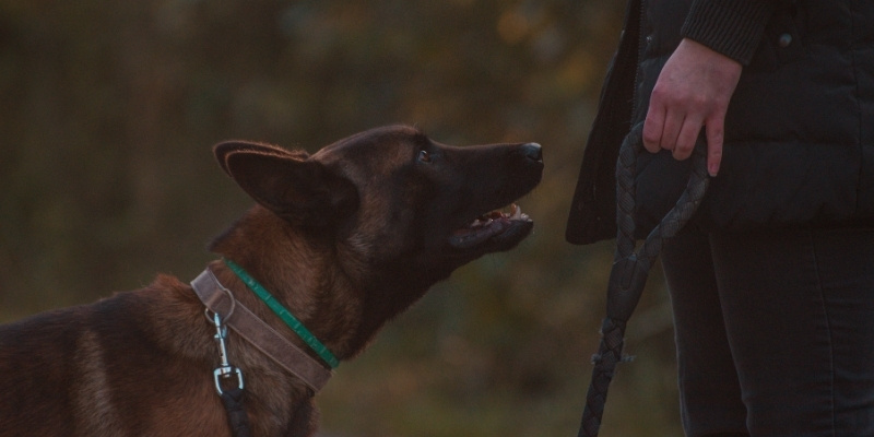 Attentive Belgian Malinois looking up focused at its owner with a loose leash