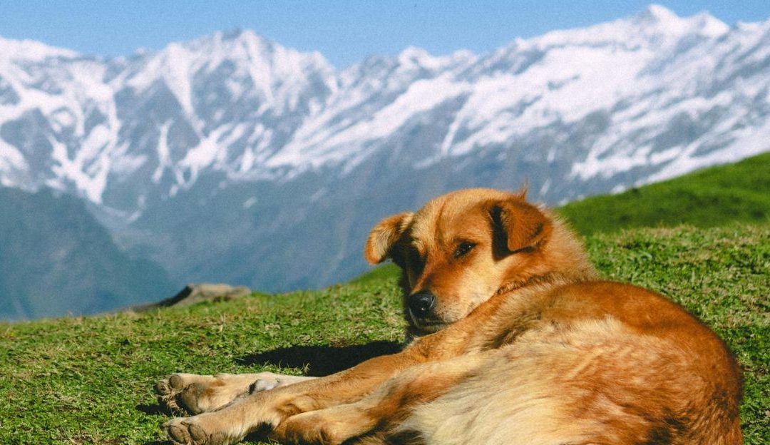 Norway Has Legally Banned Routine Spaying and Neutering of Healthy Dogs