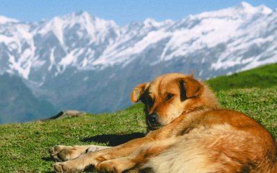 Norway Has Legally Banned Routine Spaying and Neutering of Healthy Dogs