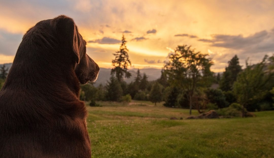 Dark dog sitting peacefully outdoors looking at a golden sunset reflecting why you should stay with your dog until the end