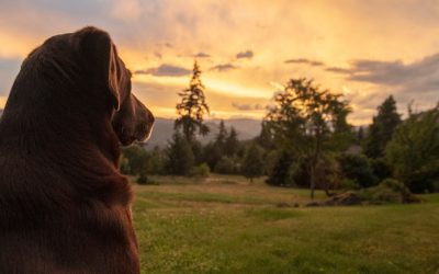 A Conscious Farewell: Why It Matters to Stay With Your Dog Until the Very End