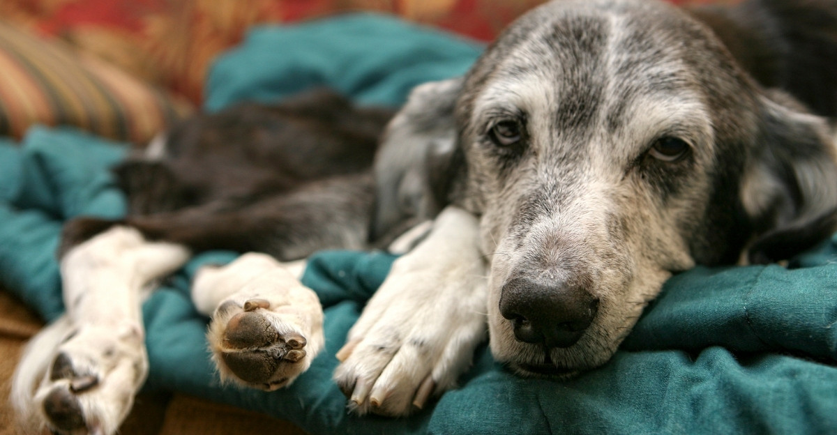 Senior grey-faced dog lying calmly on a soft blanket needing comfort to stay with your dog until the end