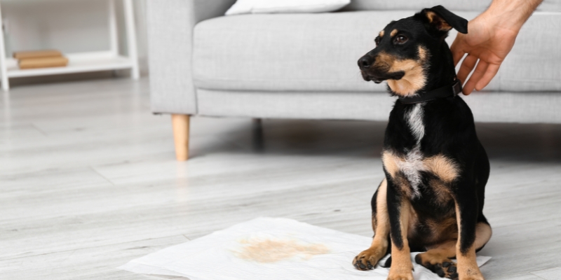 Young dog sitting on a training pad with owner guiding it to teach your dog where to pee effectively