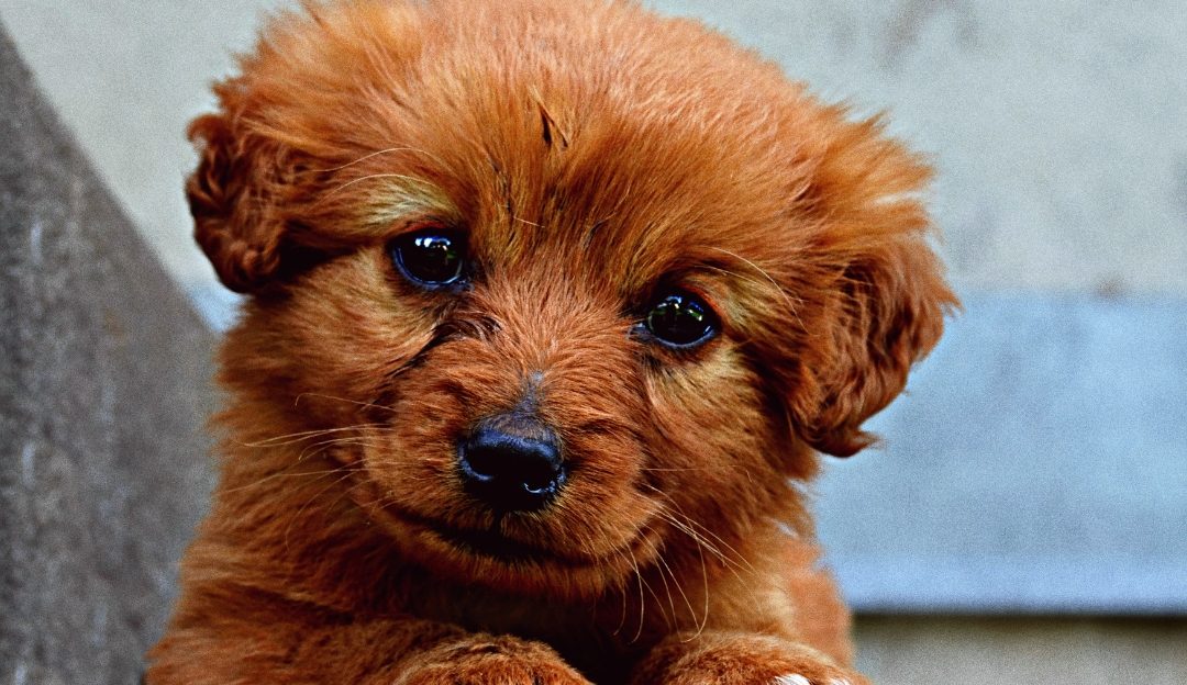 Adorable puppy looking up at owner, ready to teach your dog where to pee using consistent housebreaking rules