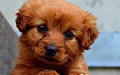 Avoid the Chaos: Teach Your Dog Where to Pee Using Simple Rules and Discipline