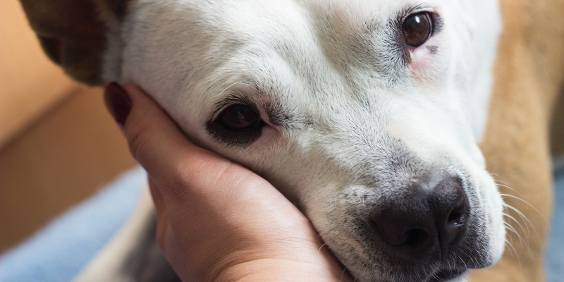 An owner tenderly cupping a dog's face in their hand to provide comfort and support for a pet with urinary incontinence