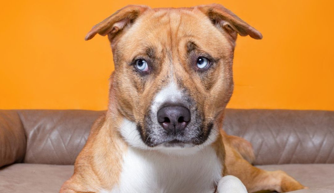 Close-up portrait of a tan and white dog with blue eyes resting on a bed, potentially suffering from urinary incontinence after spaying