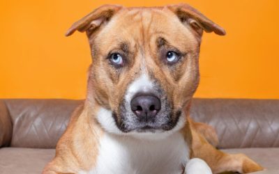 Hormonal Imbalance: Why Does Urinary Incontinence Occur After Spaying or Neutering?