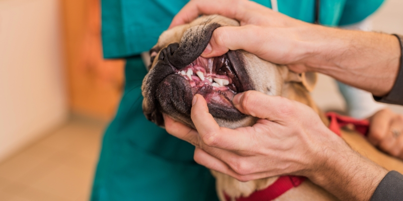 Veterinarian examining the mouth and gums for signs of gingival hyperplasia in dogs
