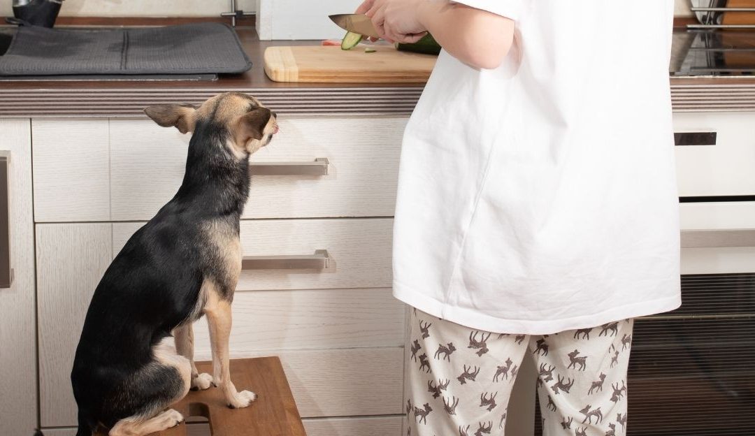 What Your Dog Is Really Eating: Between Industry and Genuine Care