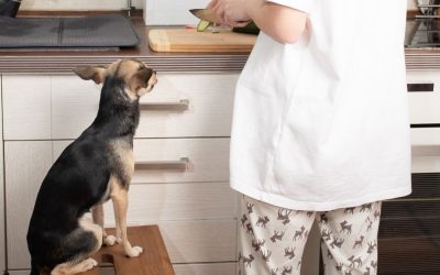 What Your Dog Is Really Eating: Between Industry and Genuine Care