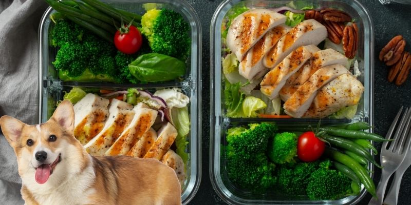 Glass meal prep containers filled with chicken broccoli and vegetables next to a happy Welsh Corgi discussing what your dog is eating