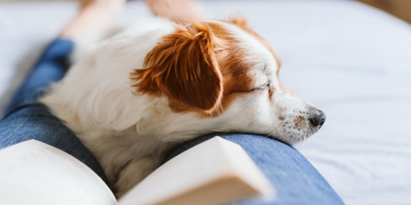 Small white and brown dog sleeping comfortably on its owner's lap next to an open book, showing pure relaxation