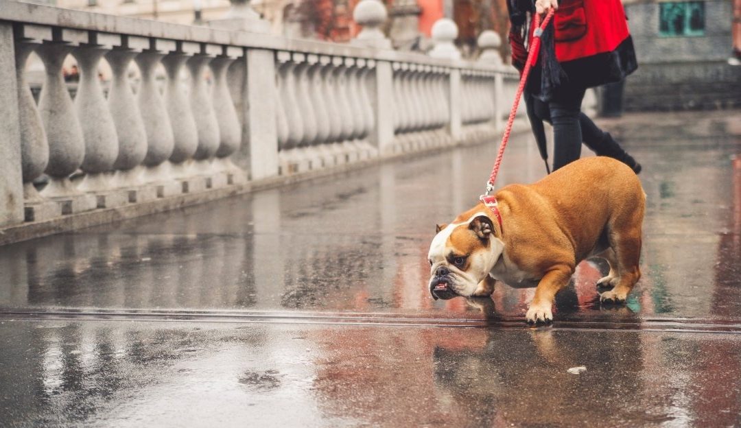 How to Solve Leash Pulling and Why Does Your Dog Pull on the Leash?