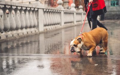 How to Solve Leash Pulling and Why Does Your Dog Pull on the Leash?
