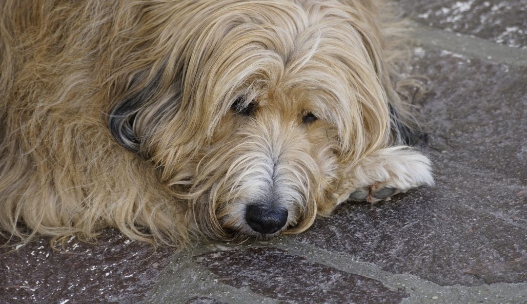 You Are What You Eat: Why Dead, Dehydrated Dog Food Can Rob Dogs of Their Vitality