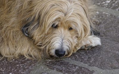 You Are What You Eat: Why Dead, Dehydrated Dog Food Can Rob Dogs of Their Vitality
