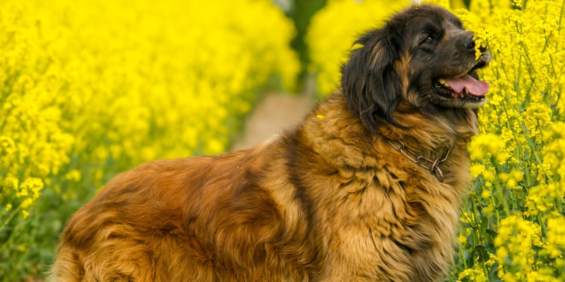 Healthy fluffy brown dog standing happily in a bright yellow flower field after replacing dehydrated dog food with fresh nutrition