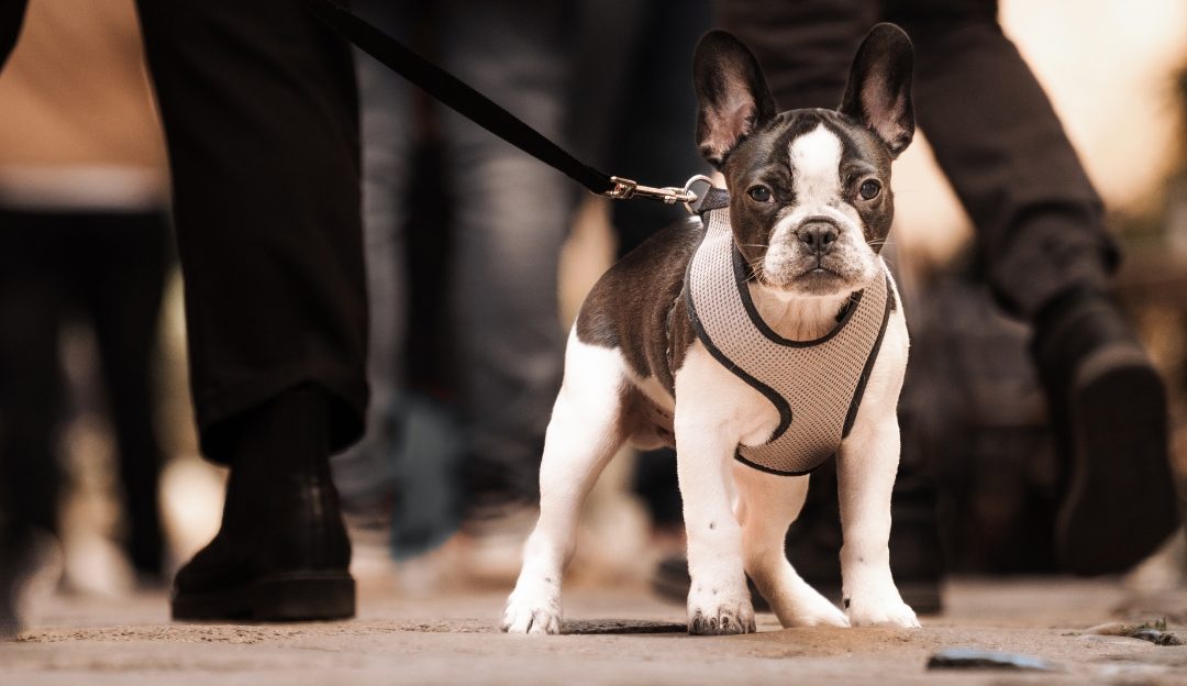 Why Does Misunderstanding Disrupt Dog Behavior?