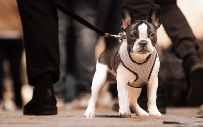 Why Does Misunderstanding Disrupt Dog Behavior?
