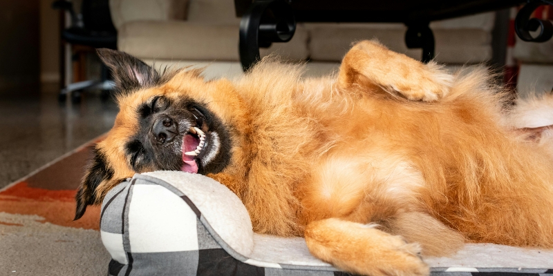 Happy fluffy dog lying on its back relaxed on a bed reflecting balanced dog behavior