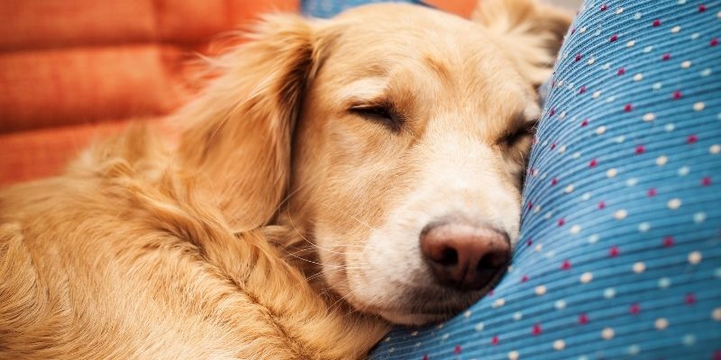 Golden retriever sleeping peacefully without stress when not conditioned to eat at the same time every day