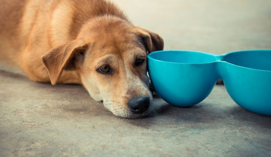 Why Dogs Should Not Eat at the Same Time Every Day and How to Change This Habit