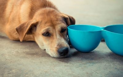 Why Dogs Should Not Eat at the Same Time Every Day and How to Change This Habit
