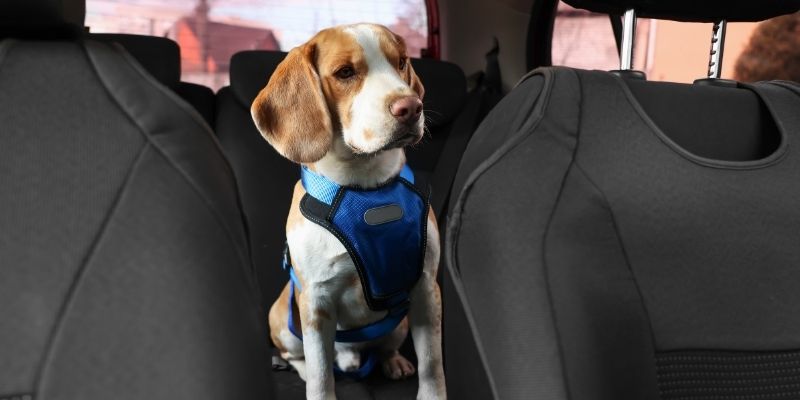 Beagle wearing a snug blue harness sitting calmly on the back seat of a car without fear car rides