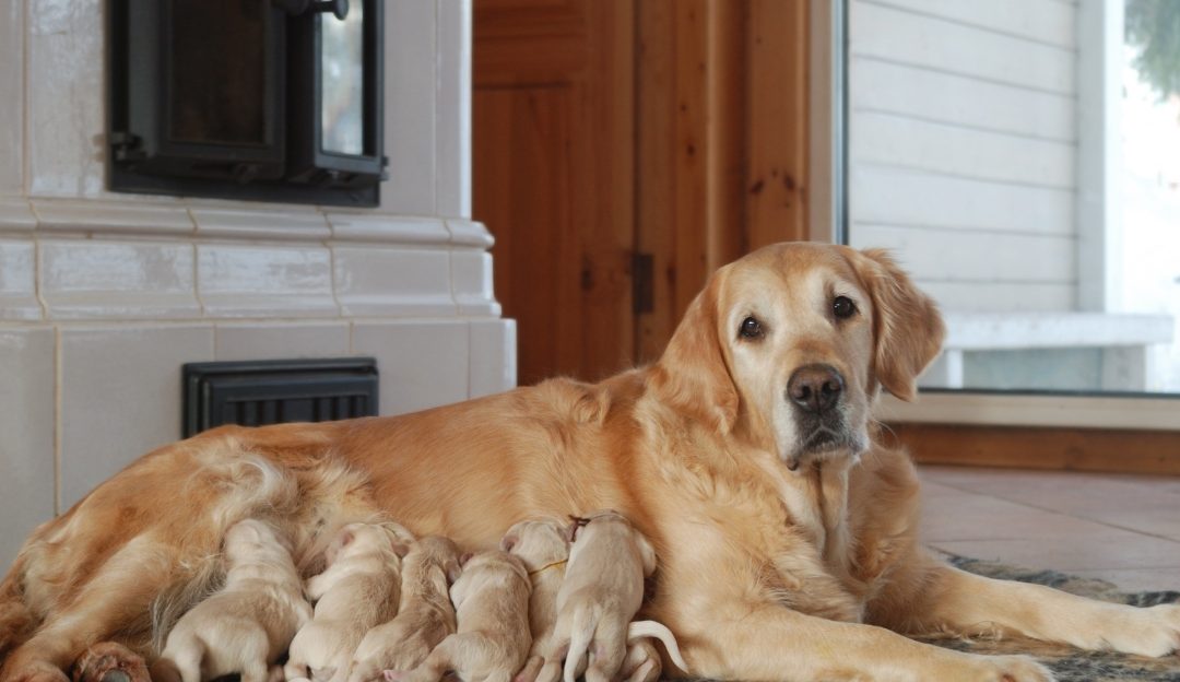 Golden Retriever mother nursing her newborn litter near a warm stove to protect the first puppy