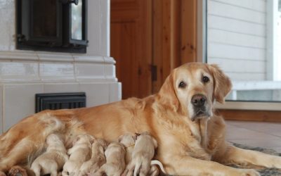 Why Does the First Puppy Sometimes Die While the Mother Gives Birth to the Others? Natural Instincts and the Biology of Birth
