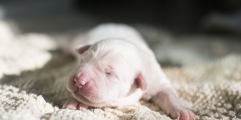 Close-up of a vulnerable newborn white first puppy sleeping on a soft blanket