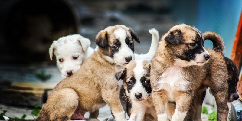 Group of growing mixed breed puppies exploring their environment after eyes open