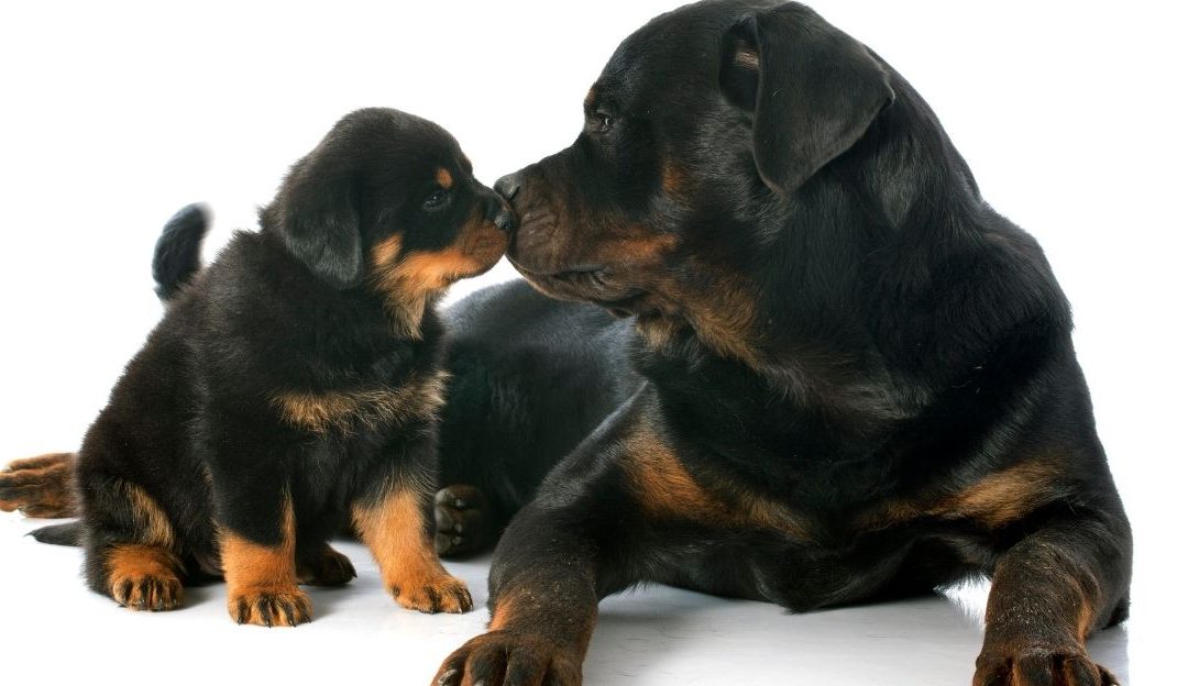 Why Does a Mother Dog Stop Hearing Her Puppies After 13 Days