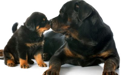 Why Does a Mother Dog Stop Hearing Her Puppies After 13 Days