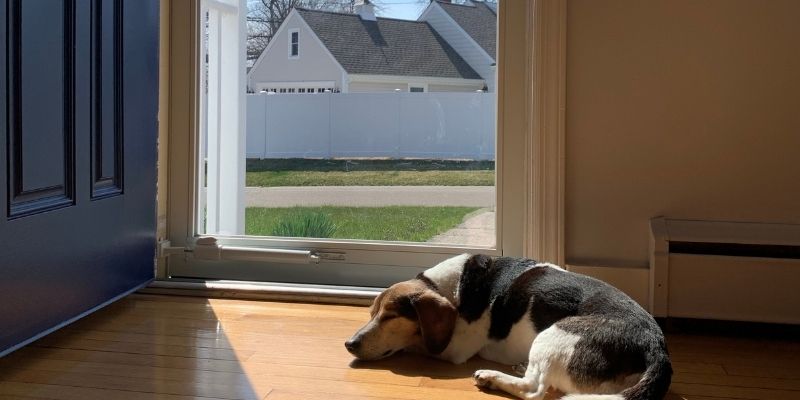 Beagle dog sleeping peacefully in sunlight near an open door illustrating when a dog feels a person's bad energy
