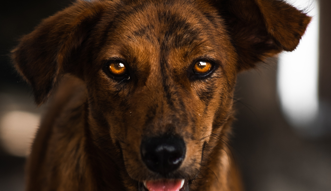 Where Is Inner Beauty Created? The Truth About a Shiny Coat and the Dog’s Microbiome