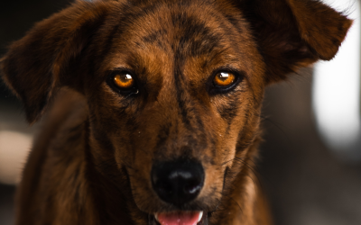 Where Is Inner Beauty Created? The Truth About a Shiny Coat and the Dog’s Microbiome