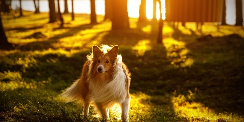 Fluffy Sheltie dog standing outdoors in golden sunlight showing where is inner beauty created